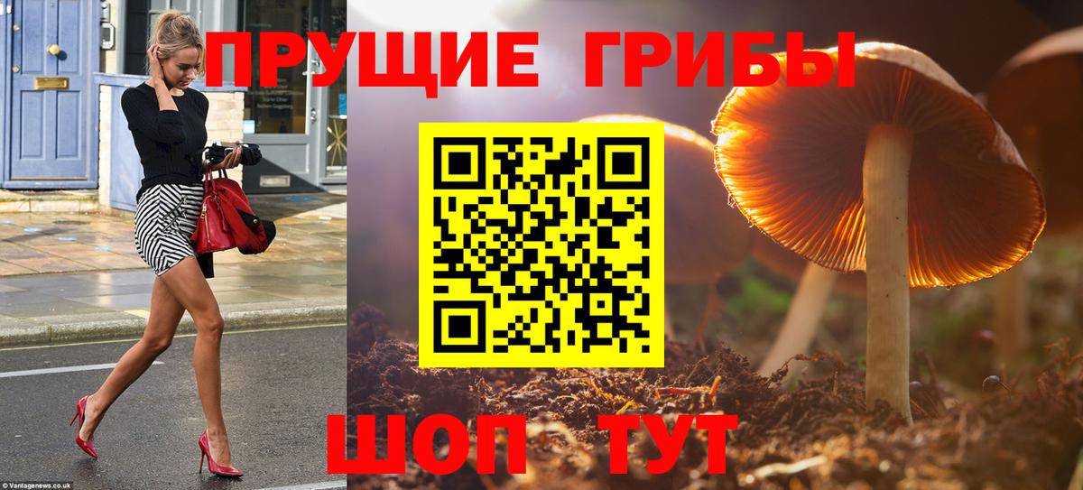 Псилоцибиновые грибы Psilocybine cubensis Сосновый Бор
